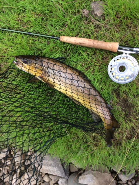 Trout from Ure