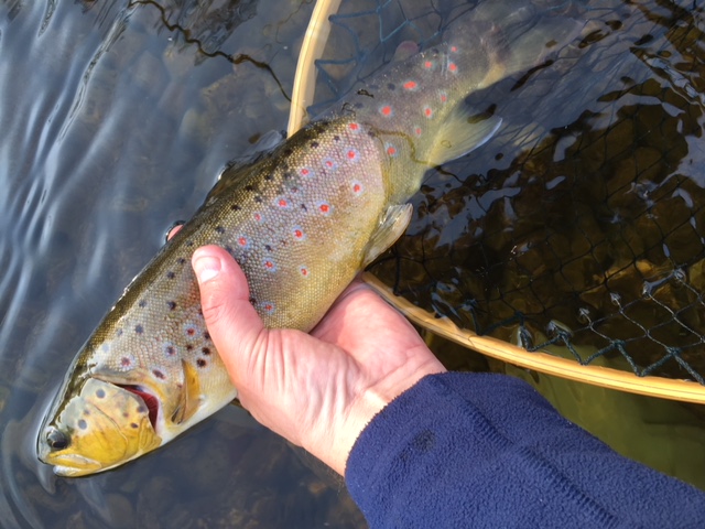 Trout from Ure